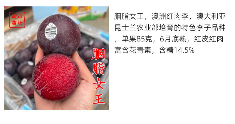 【胭脂女王李苗】澳洲红肉新品种早熟红丁樱桃李韩国樱桃李子