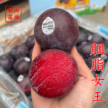 【胭脂女王李苗】澳洲红肉新品种早熟红丁樱桃李韩国樱桃李子