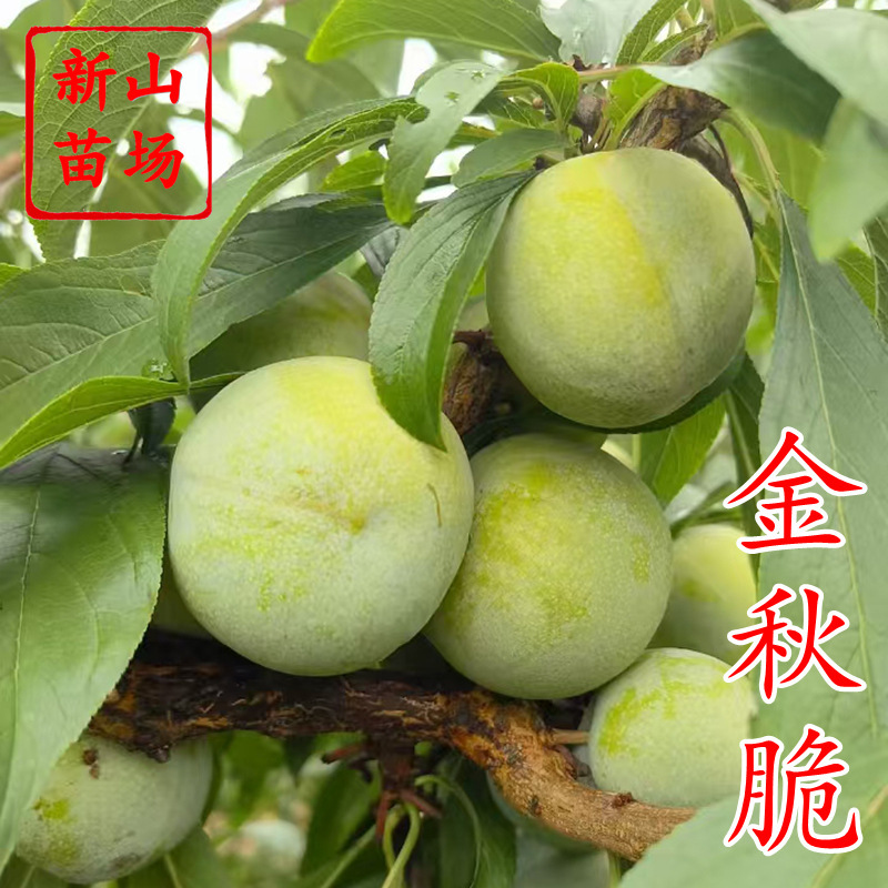 【金秋脆】晚熟9月九月青脆巴山脆李金秋晚脆清泉蜜脆嫁接李