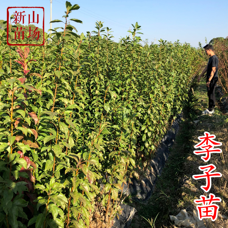 【金秋脆】晚熟9月九月青脆巴山脆李金秋晚脆清泉蜜脆嫁接李
