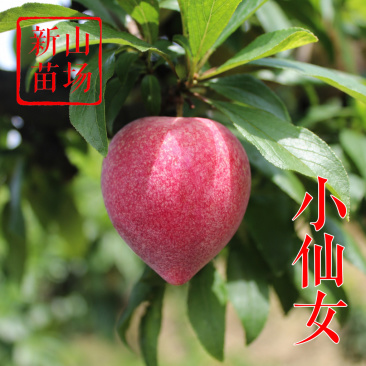 【小仙女樱桃李】新品种糖果甜心（小仙女）樱桃李嫁接李苗