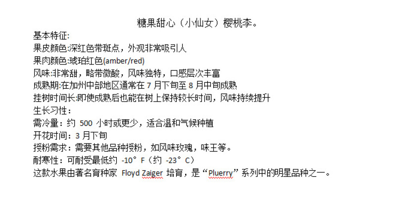 【小仙女樱桃李】新品种糖果甜心（小仙女）樱桃李嫁接李苗