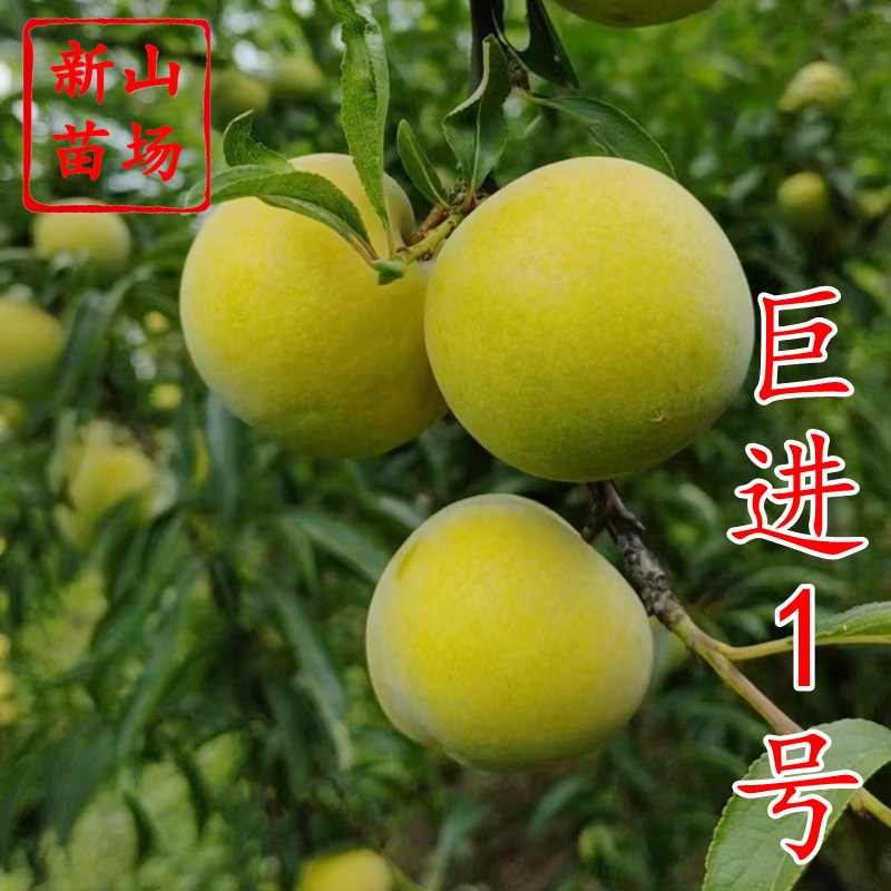 【晚熟蜂糖李苗】巨进1号青脆李蜂蜜李巫山脆巴山脆嫁接李子