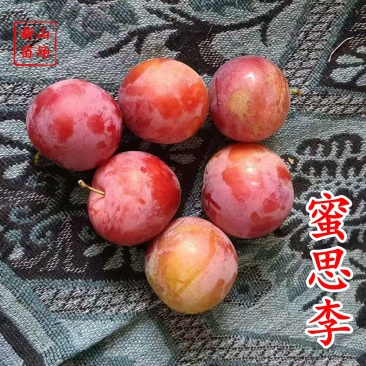 【蜜思李苗】密思早熟软糯红皮miss李苗香浓丰产易管理李