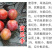 【蜜思李苗】密思早熟软糯红皮miss李苗香浓丰产易管理李