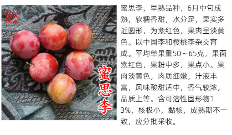【蜜思李苗】密思早熟软糯红皮miss李苗香浓丰产易管理李