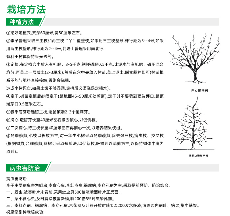 【蜜思李苗】密思早熟软糯红皮miss李苗香浓丰产易管理李