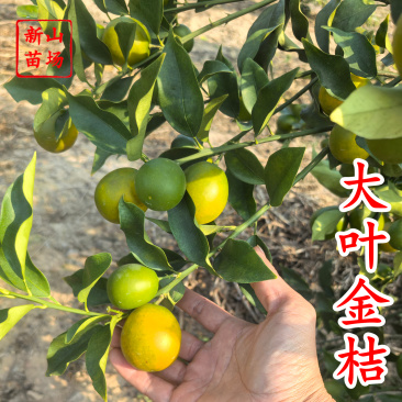 【大叶金桔苗】四代脆蜜金柑金桔苗新品种大叶滑皮金蛋金弹树