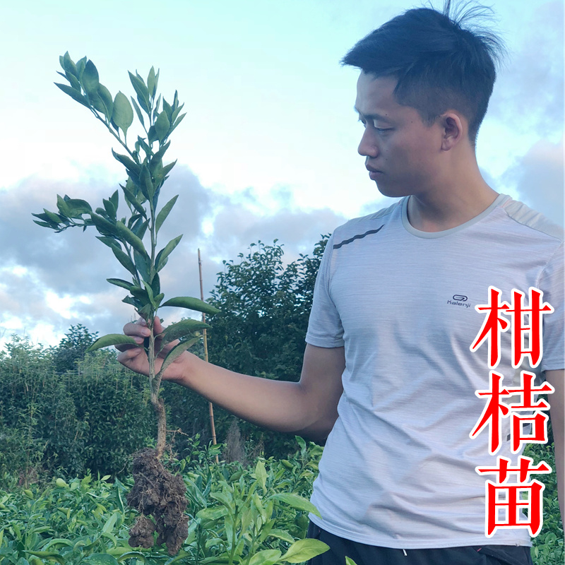 【大叶金桔苗】四代脆蜜金柑金桔苗新品种大叶滑皮金蛋金弹树