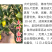 【大叶金桔苗】四代脆蜜金柑金桔苗新品种大叶滑皮金蛋金弹树