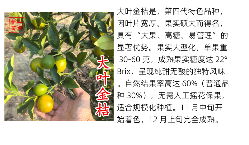 【大叶金桔苗】四代脆蜜金柑金桔苗新品种大叶滑皮金蛋金弹树