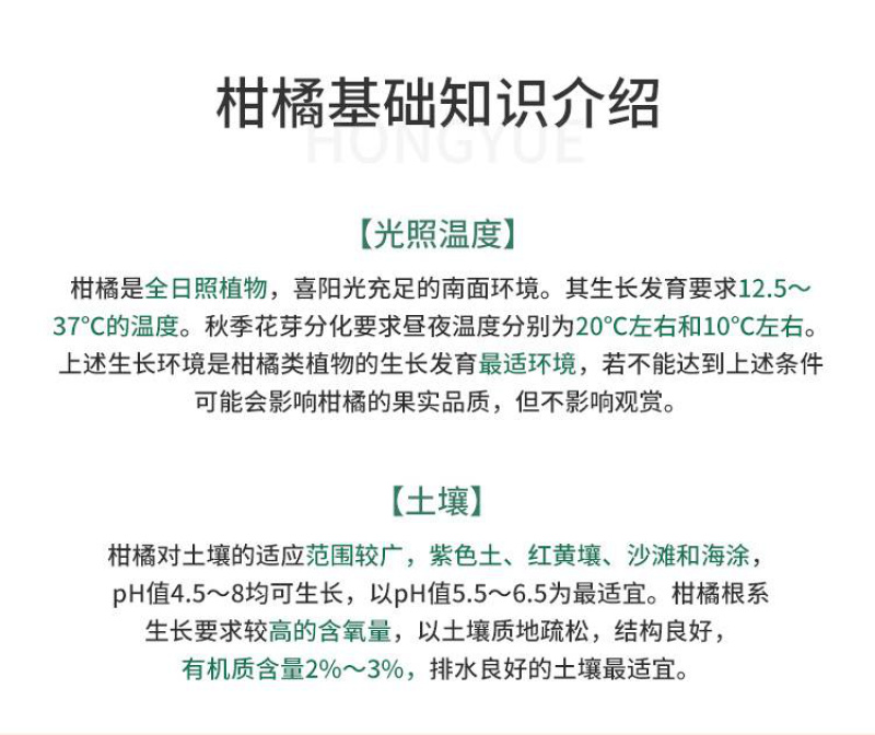 【大叶金桔苗】四代脆蜜金柑金桔苗新品种大叶滑皮金蛋金弹树