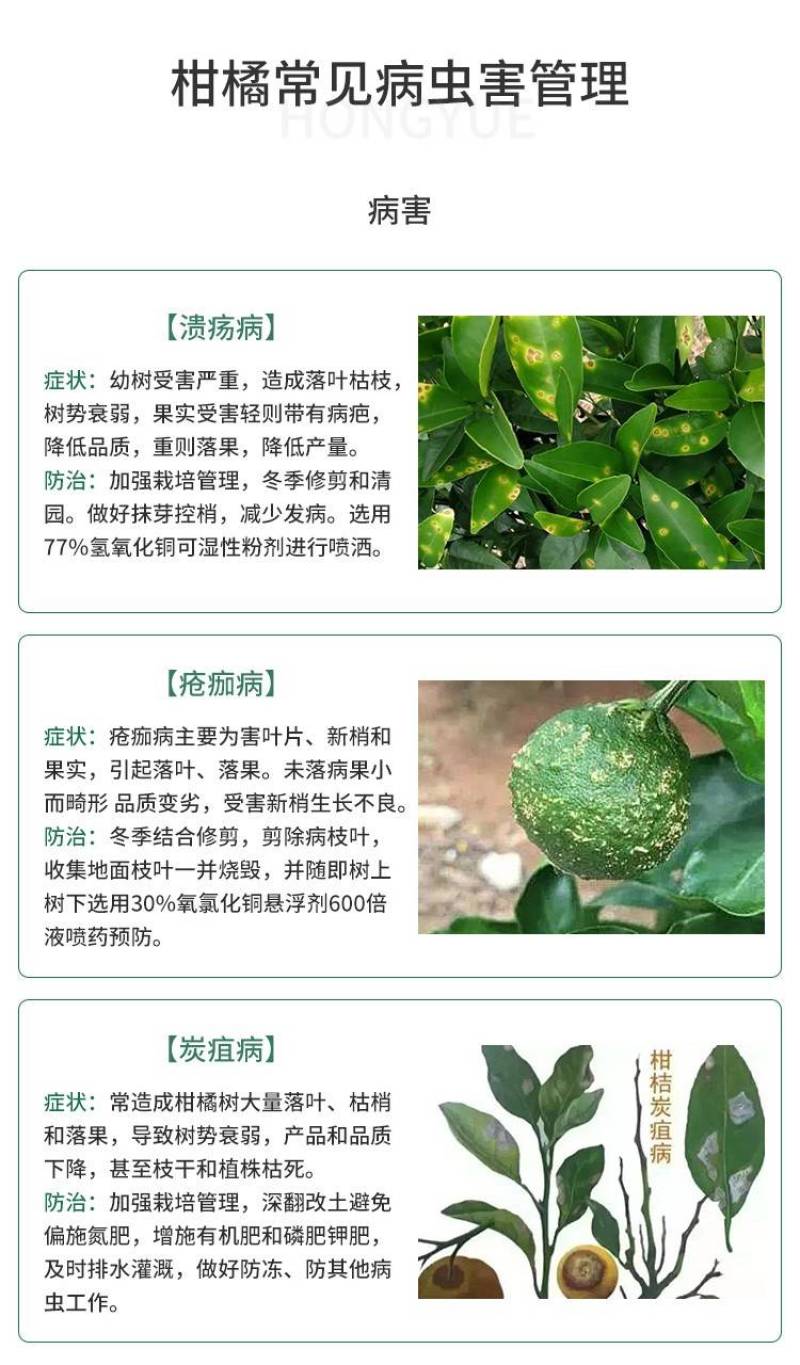 【大叶金桔苗】四代脆蜜金柑金桔苗新品种大叶滑皮金蛋金弹树