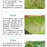 【大叶金桔苗】四代脆蜜金柑金桔苗新品种大叶滑皮金蛋金弹树