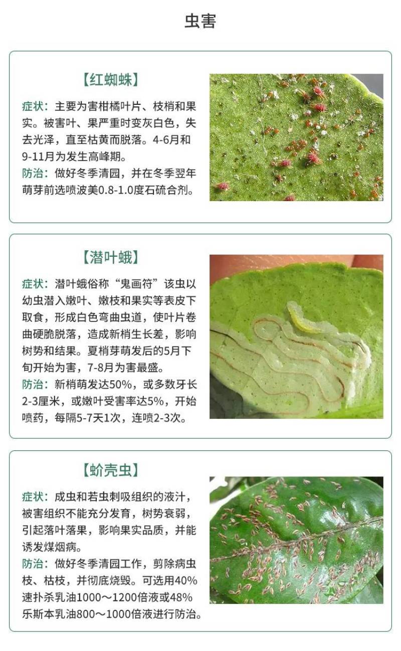 【大叶金桔苗】四代脆蜜金柑金桔苗新品种大叶滑皮金蛋金弹树
