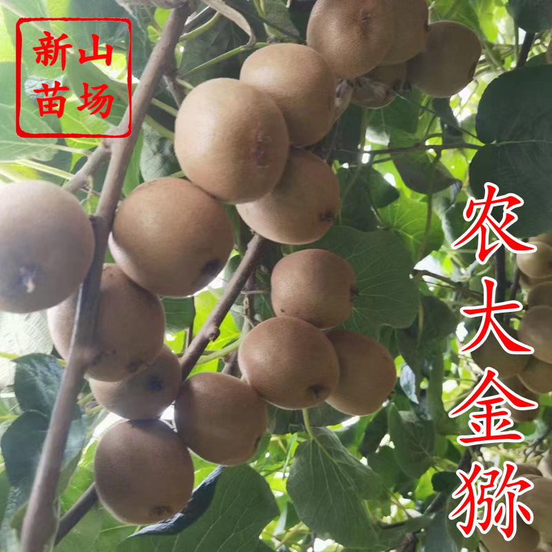 【农大金猕苗】金农二号嫁接香甜风味好黄肉黄心猕猴桃苗