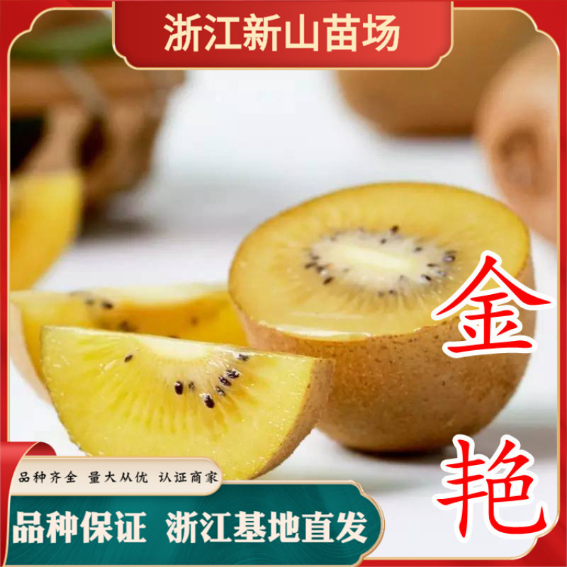 晚熟金艳黄心猕猴桃苗嫁接的猕猴桃苗红心黄心南北方种植地栽