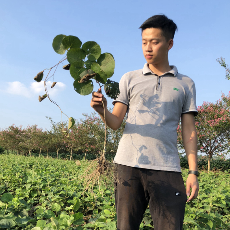 晚熟金艳黄心猕猴桃苗嫁接的猕猴桃苗红心黄心南北方种植地栽