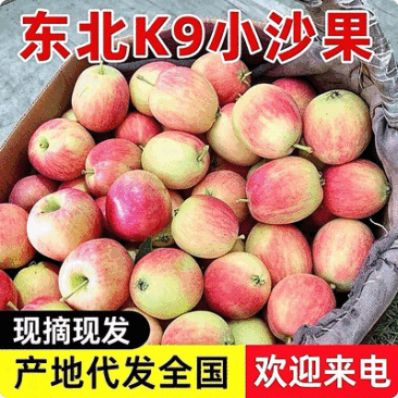 K9小苹果&东北小沙果『产地现摘鲜货供应』可全国发货