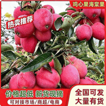 《辽宁鸡心果》辽宁铁岭西丰县/产地批发/现摘现发/发全国