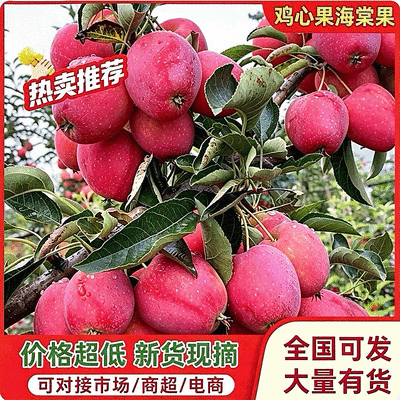 辽宁铁岭西丰县鸡心果锦绣海棠果种植基地直发现货价不贵