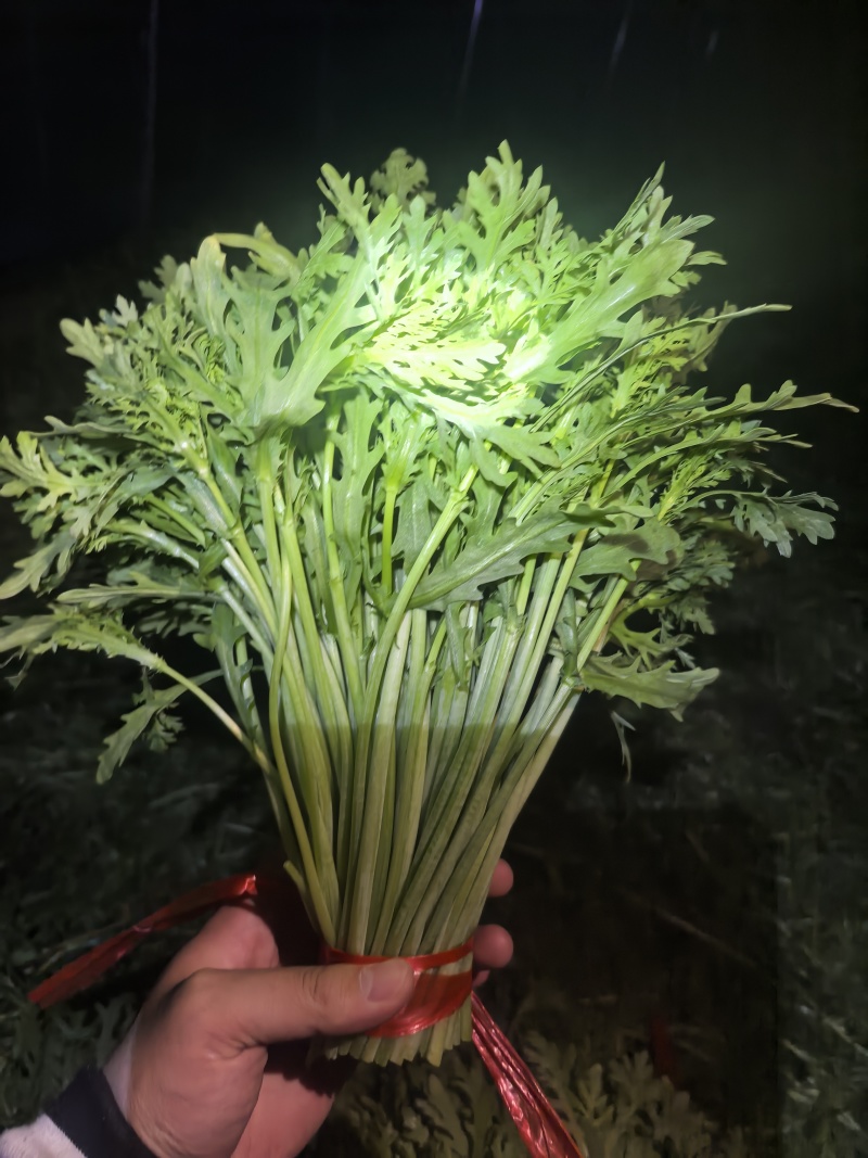 青海西宁湟茼蒿大量上市，对接市场档口，电商商超，量大低价