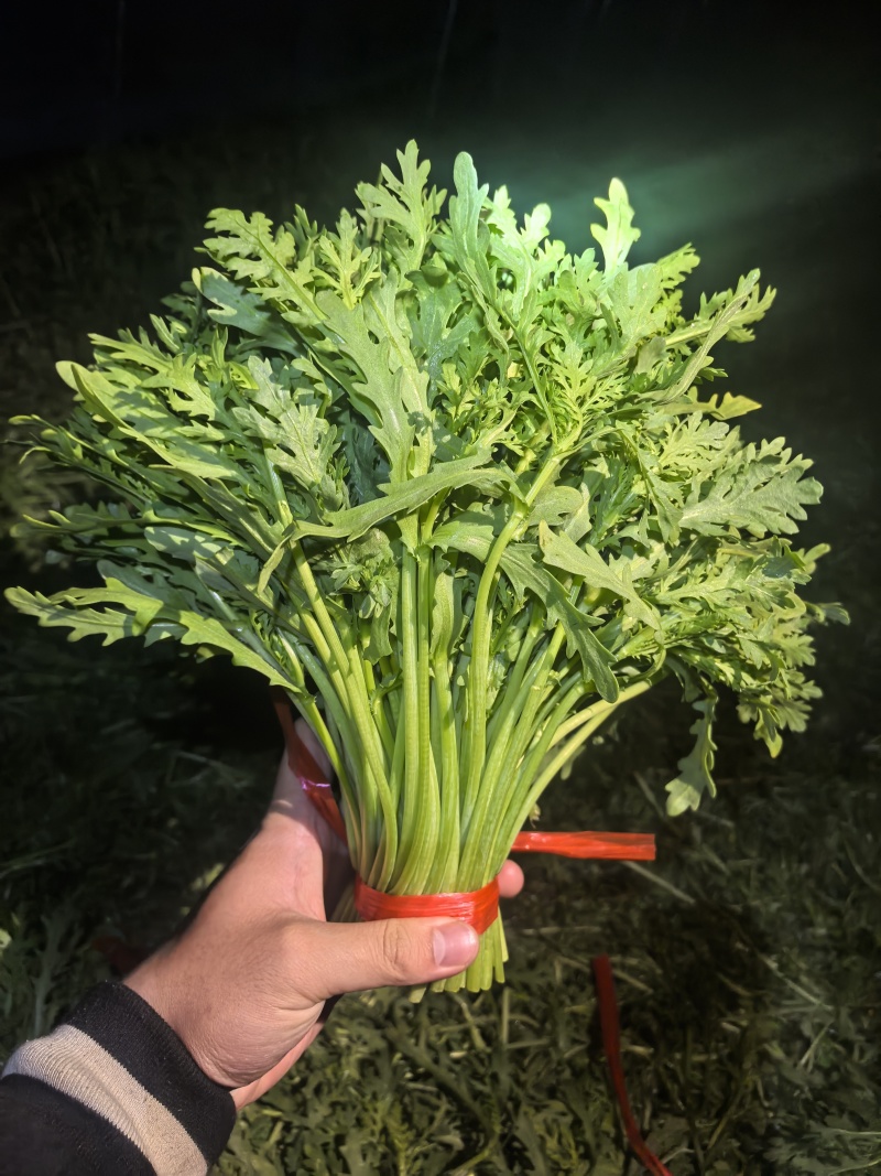青海西宁湟茼蒿大量上市，对接市场档口，电商商超，量大低价