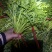 青海西宁湟茼蒿大量上市，对接市场档口，电商商超，量大低价