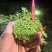 青海西宁湟茼蒿大量上市，对接市场档口，电商商超，量大低价