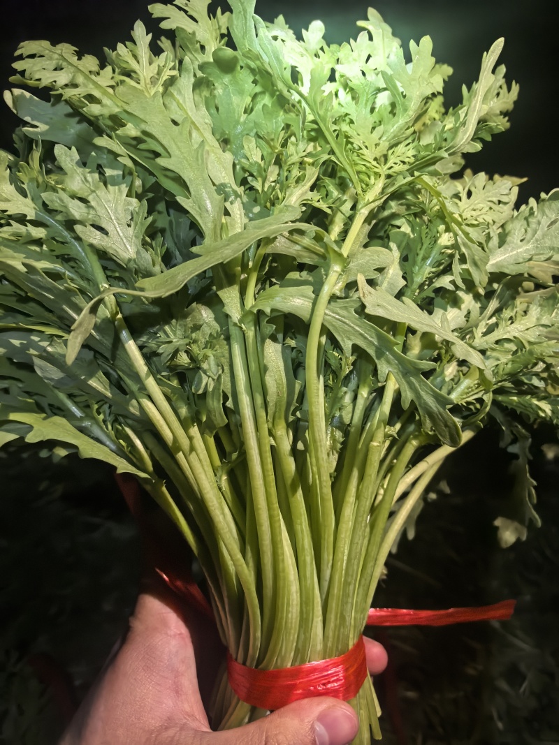 青海西宁湟茼蒿大量上市，对接市场档口，电商商超，量大低价