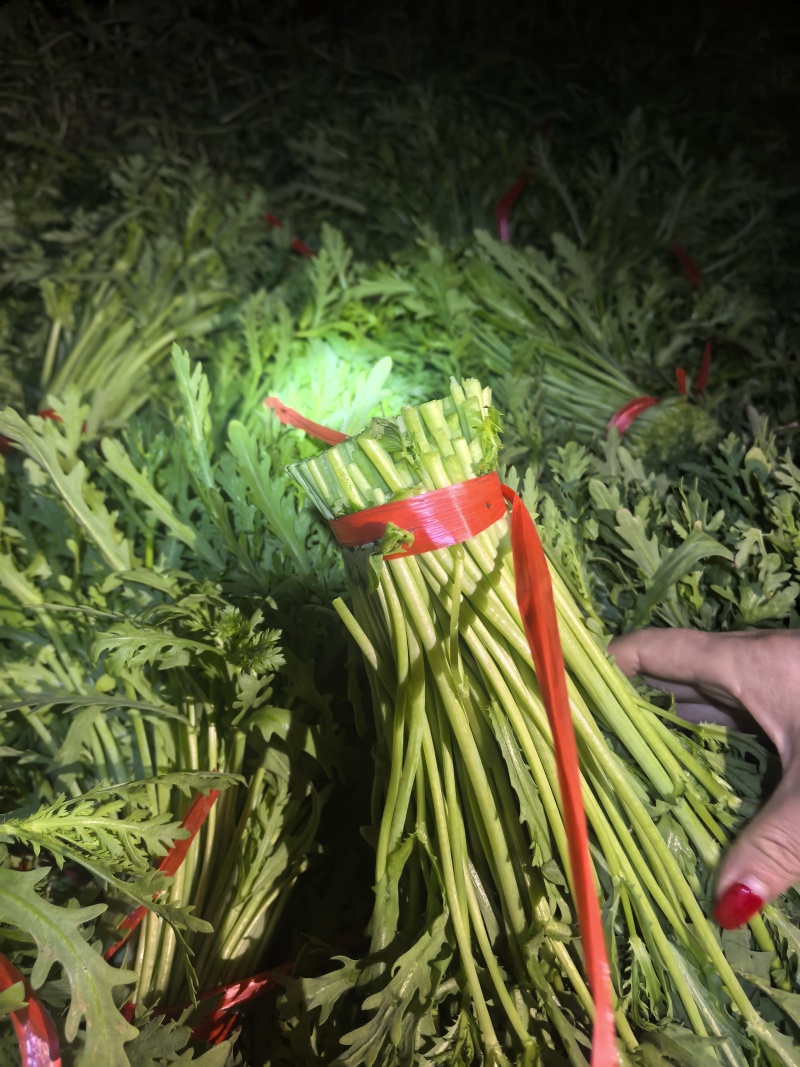青海西宁湟茼蒿大量上市，对接市场档口，电商商超，量大低价