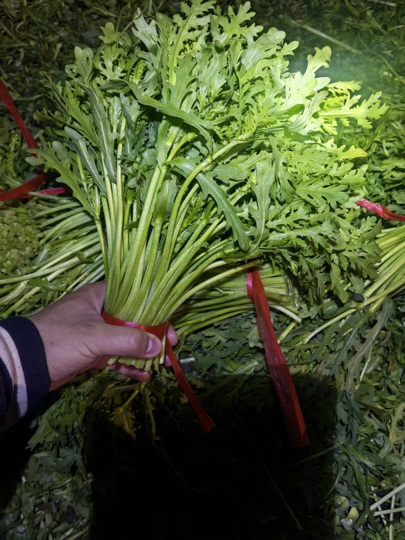 西宁青海湟中精品茼蒿低价低价