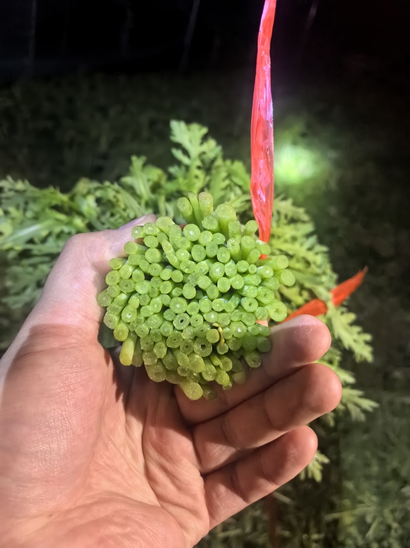 西宁青海湟中精品茼蒿低价低价