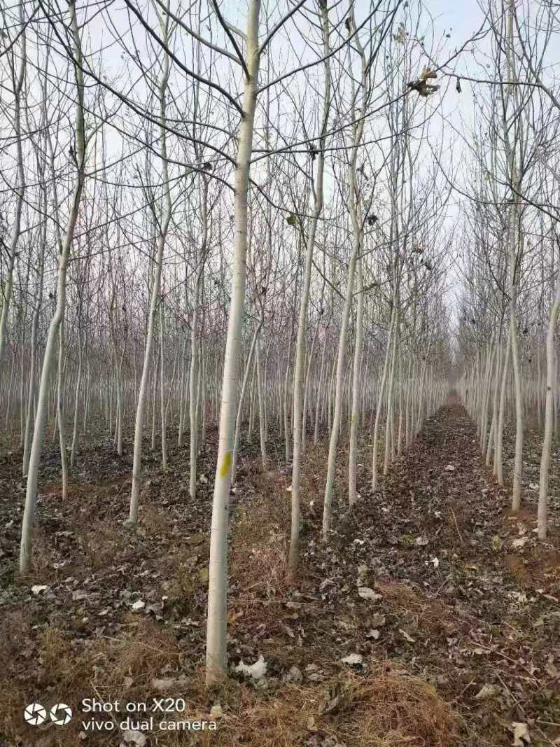 毛白杨基地，2公分毛白杨，3公分毛白杨
