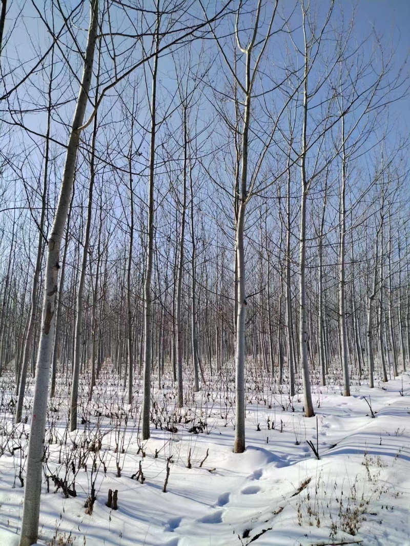 毛白杨基地，2公分毛白杨，3公分毛白杨