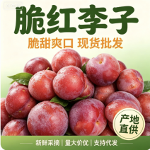 脆红李四川脆红李大量供应脆甜多汁对接全国市场电商