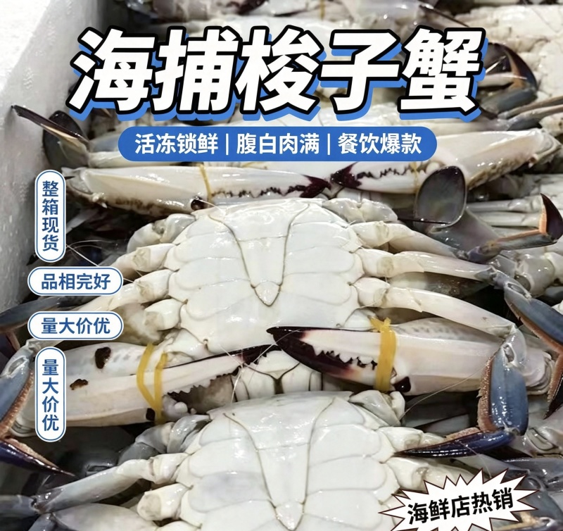梭，螃蟹新鲜海鲜冷冻速冻活体冰冻梭子蟹毛重10斤