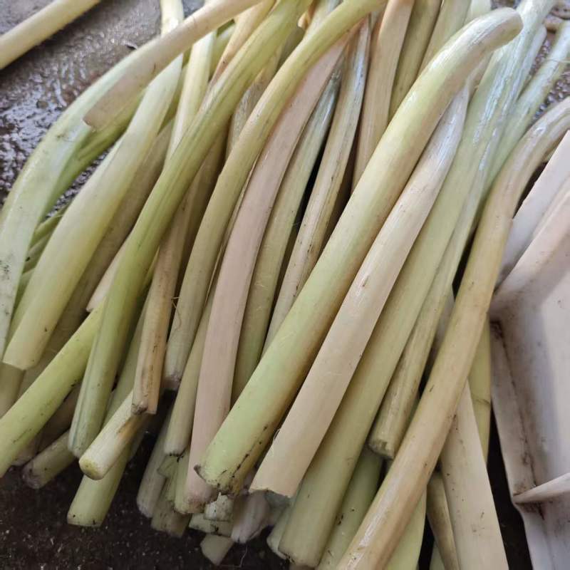 芡实杆精品货湖北孝感鸡头苞梗一手货