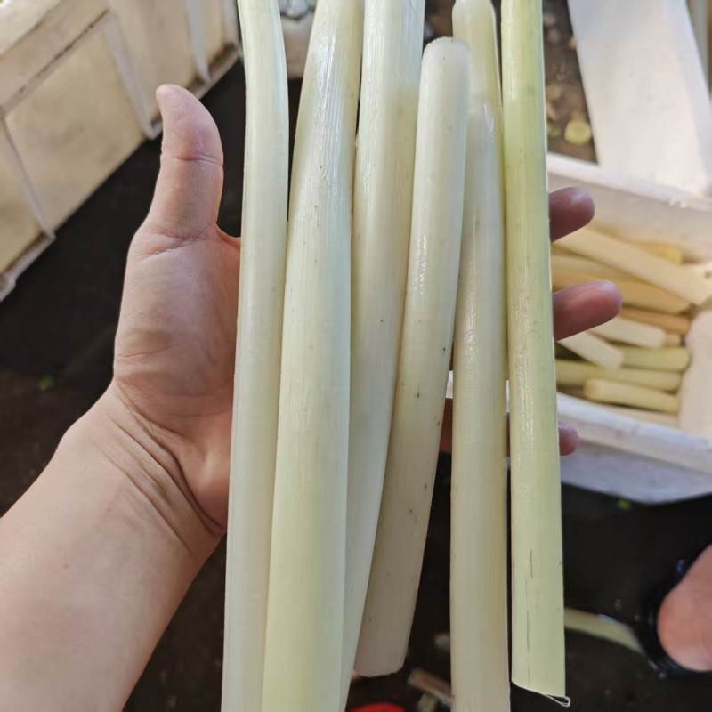 芡实杆精品货湖北孝感鸡头苞梗一手货