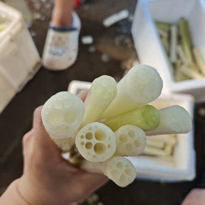 芡实杆精品货湖北孝感鸡头苞梗一手货
