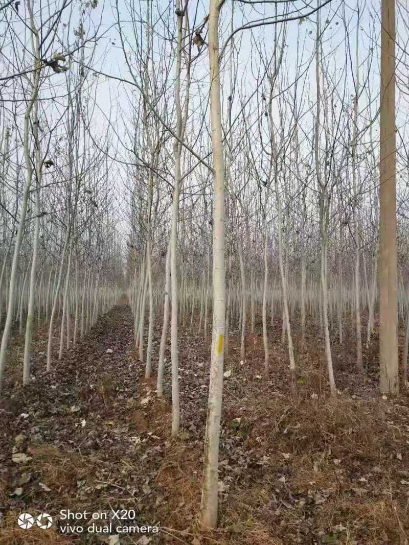 毛白杨基地，二乔毛白杨，3公分毛白杨，4公分毛白杨