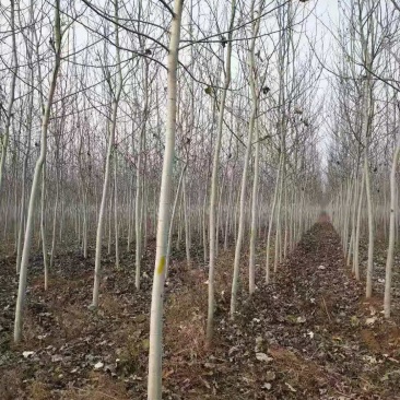 毛白杨基地，二乔毛白杨，3公分毛白杨，4公分毛白杨