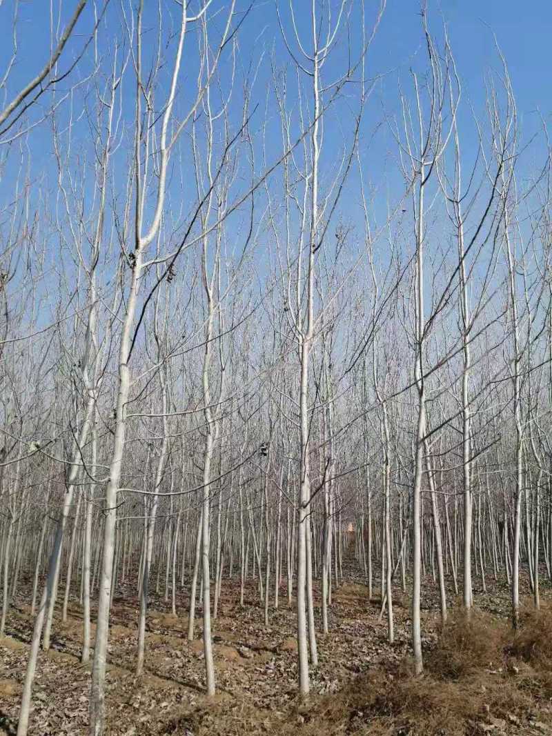 二乔毛白杨基地供应5公分毛白杨、6公分毛白杨