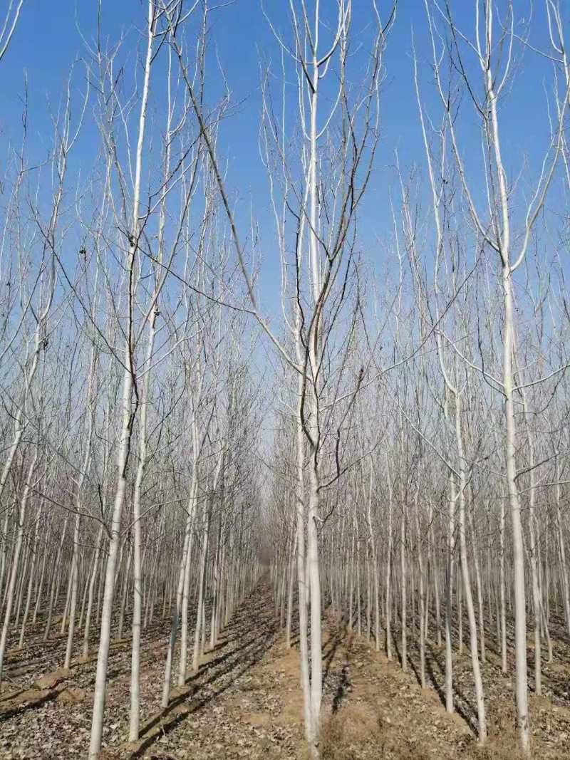 二乔毛白杨基地供应5公分毛白杨、6公分毛白杨