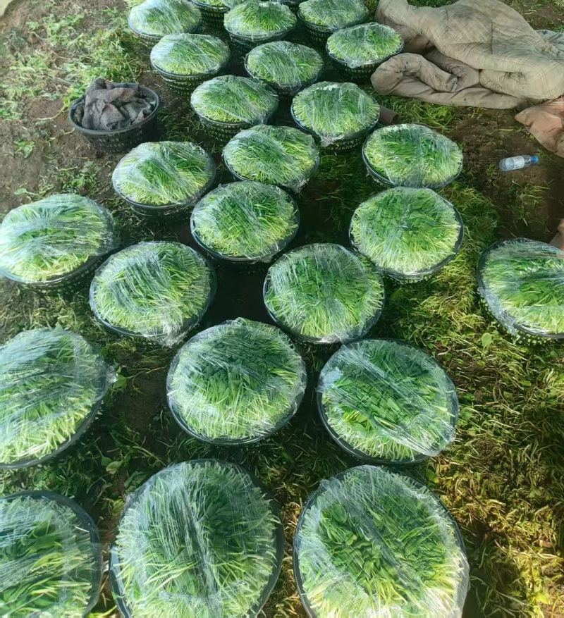 精品毛菜鸡毛菜新鲜蔬菜现摘现发价格实惠欢迎老板联系电联