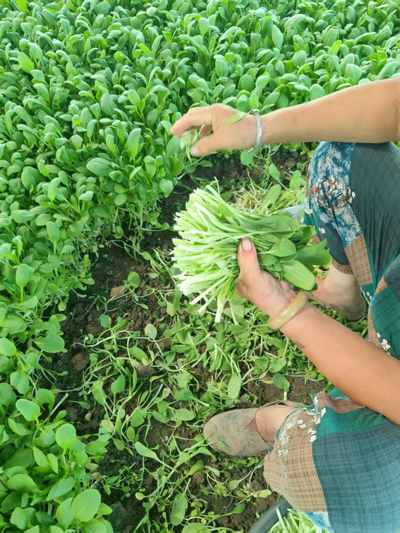 精品毛菜鸡毛菜新鲜蔬菜现摘现发价格实惠欢迎老板联系电联