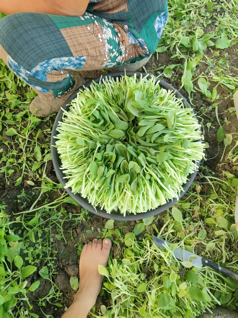 精品毛菜鸡毛菜新鲜蔬菜现摘现发价格实惠欢迎老板联系电联