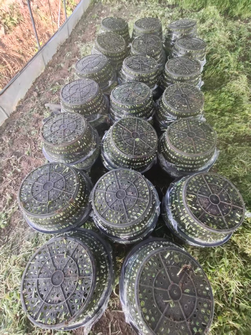 精品毛菜鸡毛菜新鲜蔬菜现摘现发价格实惠欢迎老板联系电联