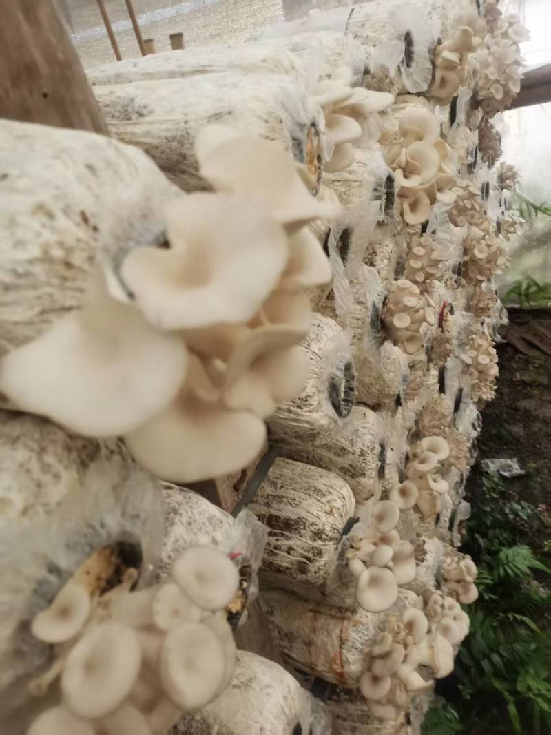 新鲜平菇大量上市，产地直发，品质保障，量大从优