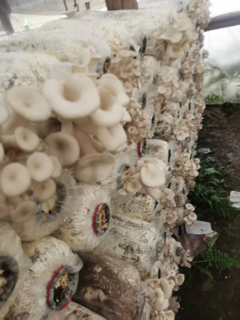 袖珍菇新鲜上市，一手货源，产地直发，价格美丽
